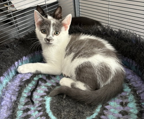 Badger, an adoptable Domestic Short Hair in Trexlertown, PA