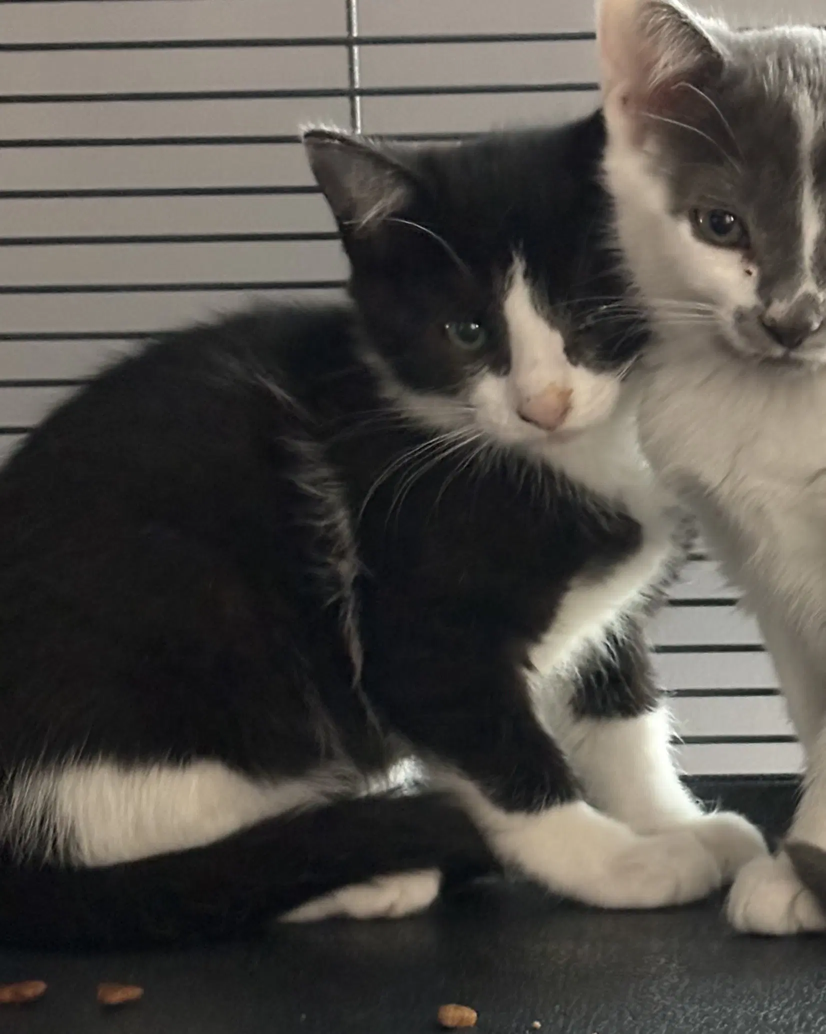 Dolly - Domestic Short Hair