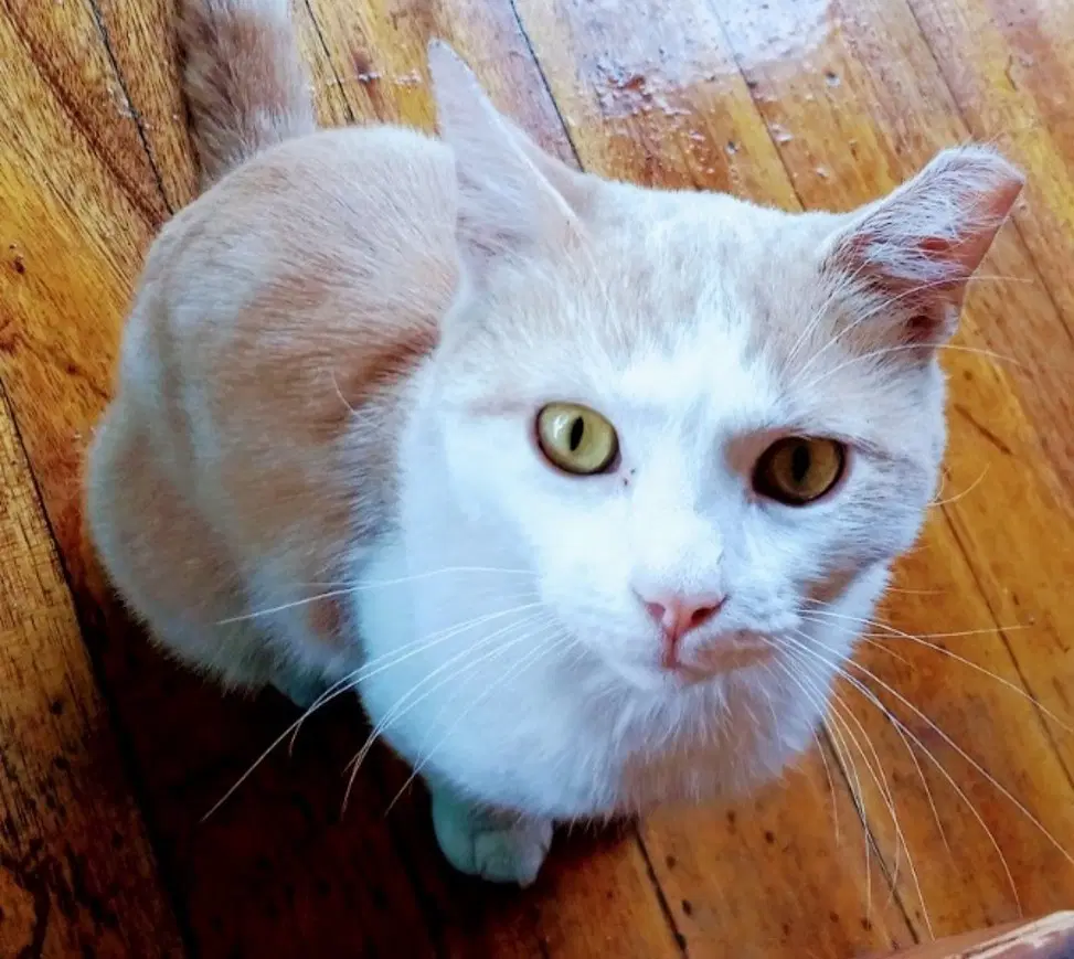 Valentino - The Blues Man - Domestic Short Hair