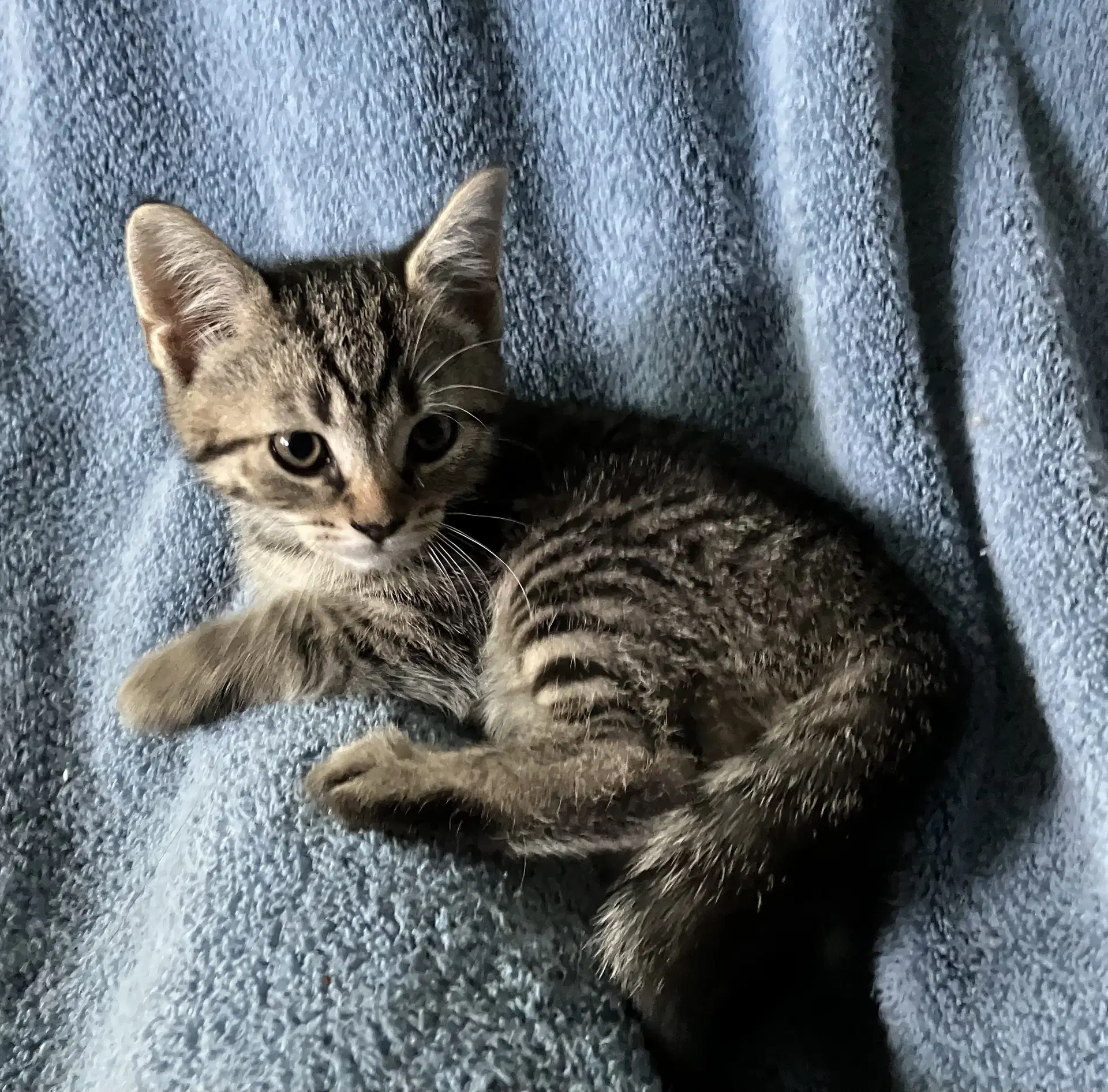 Calllum - Tabby