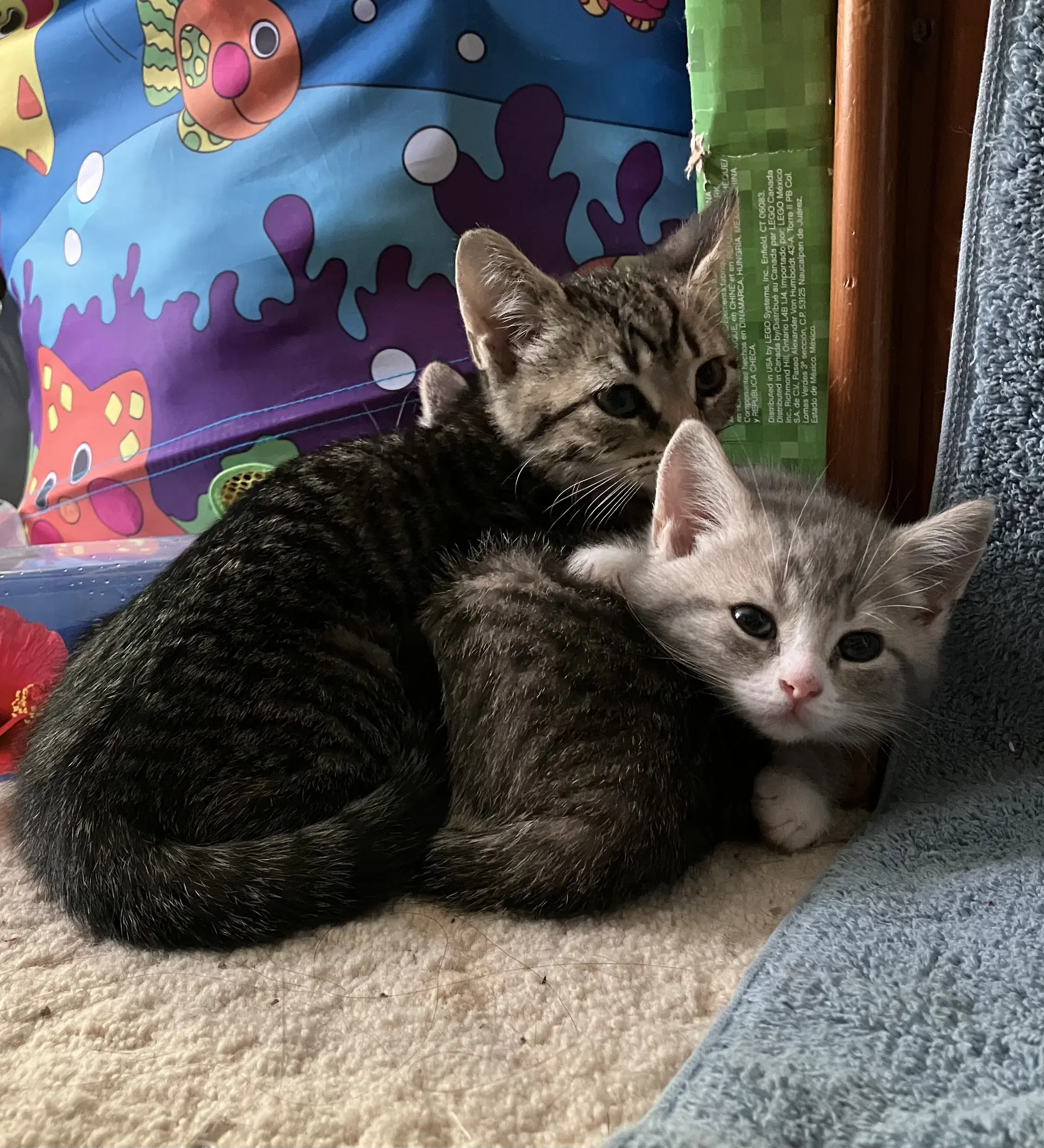 Angus - Tabby