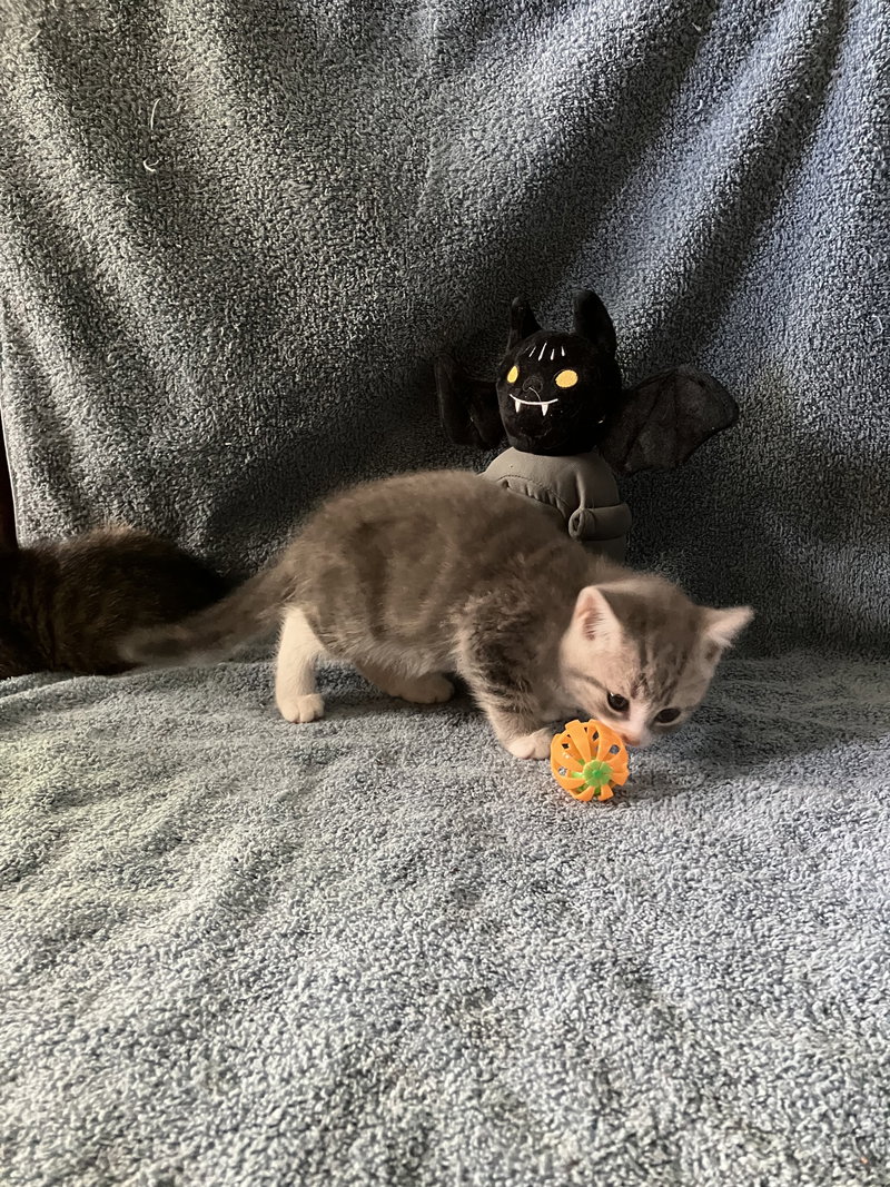 Angus, a male Tabby kitten up for adoption