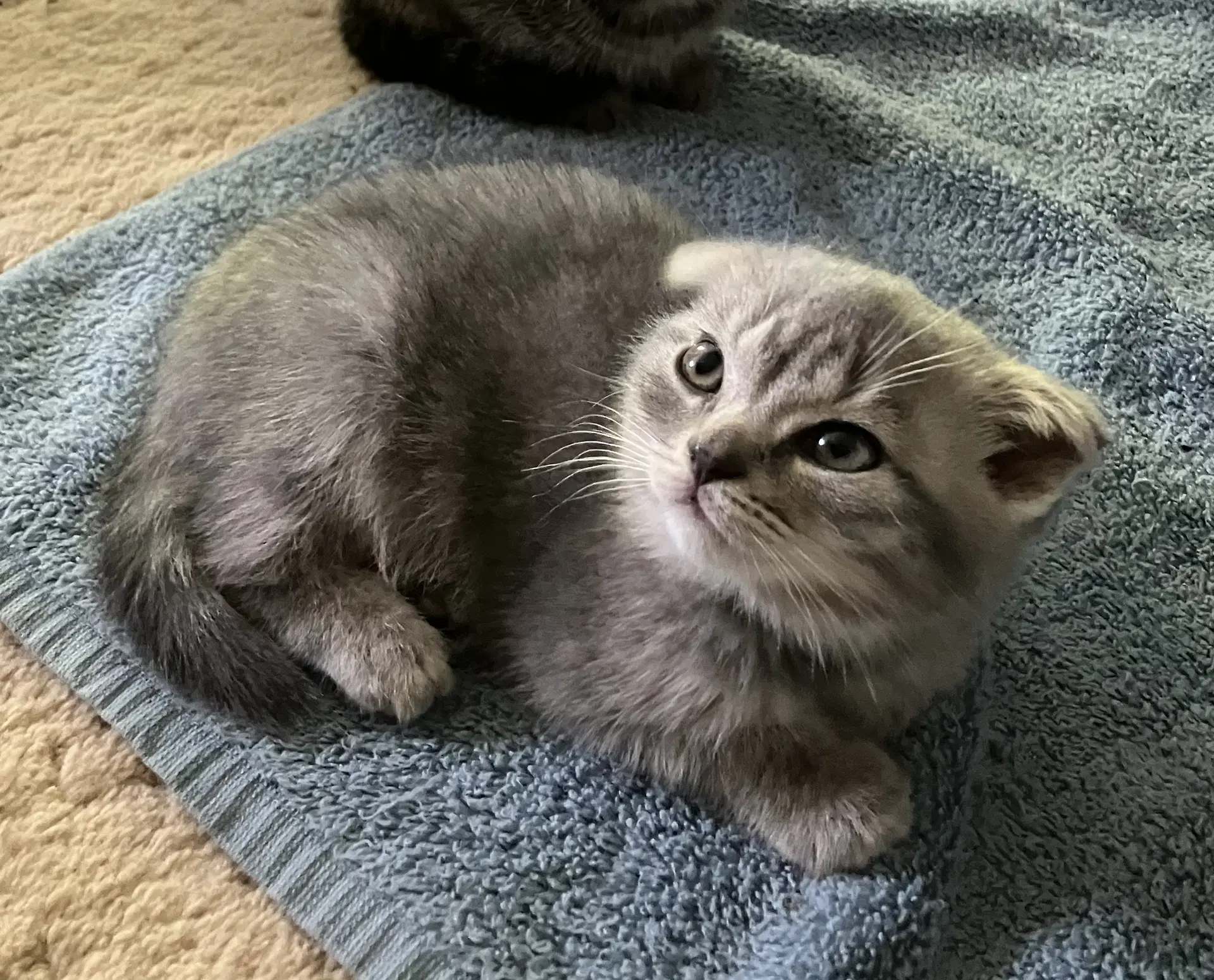 Maize - Tabby