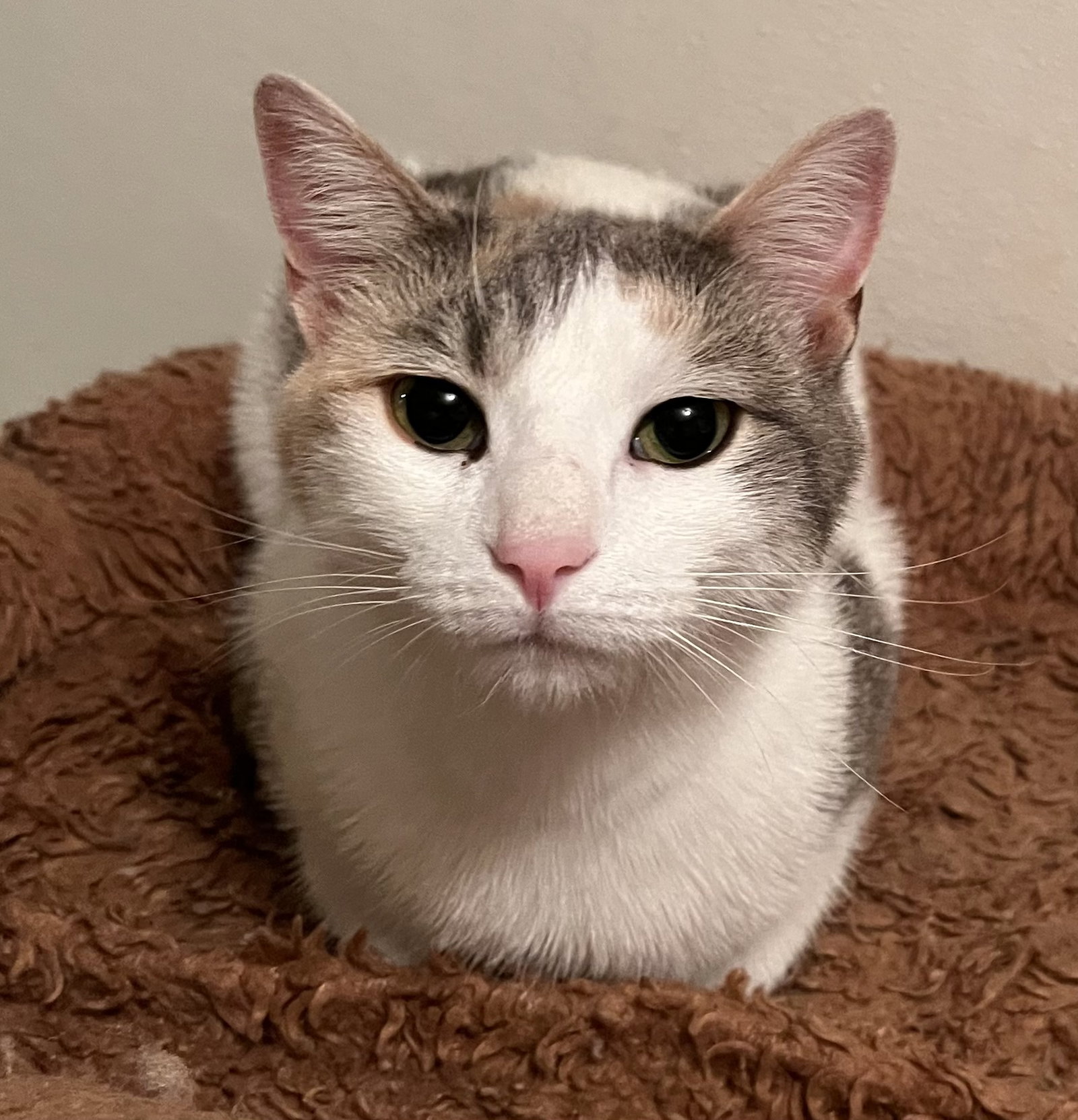 Willow - Indoor/Outdoor, cat