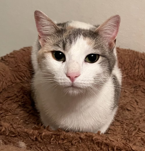 Willow - Indoor/Outdoor, a cat for adoption from The Cat Shack, Inc.