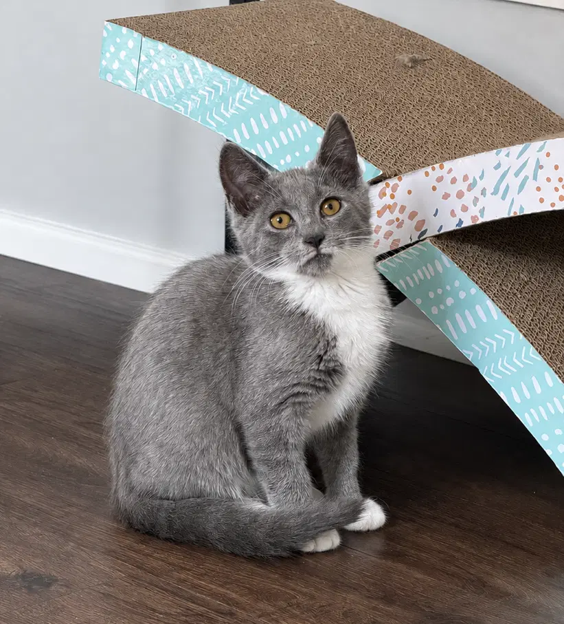 Pip - Domestic Short Hair