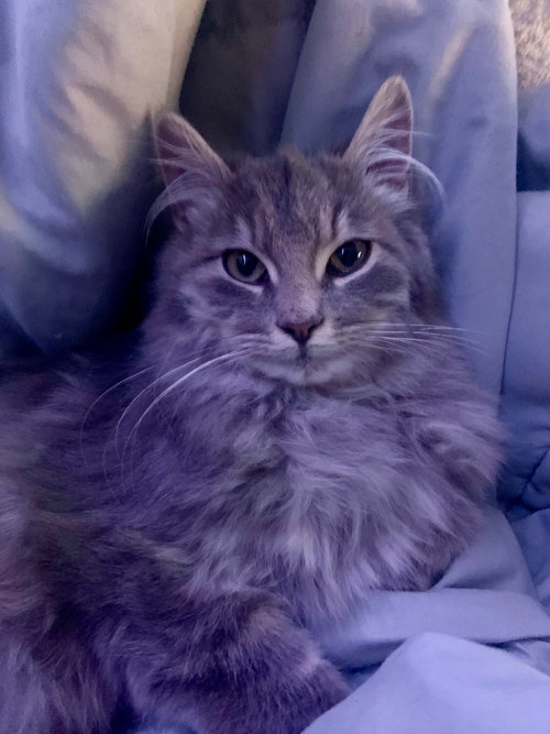Magnus*, a cat for adoption from The Cat Shack, Inc.