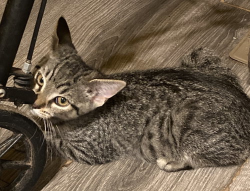 Scout, a cat for adoption from The Cat Shack, Inc.