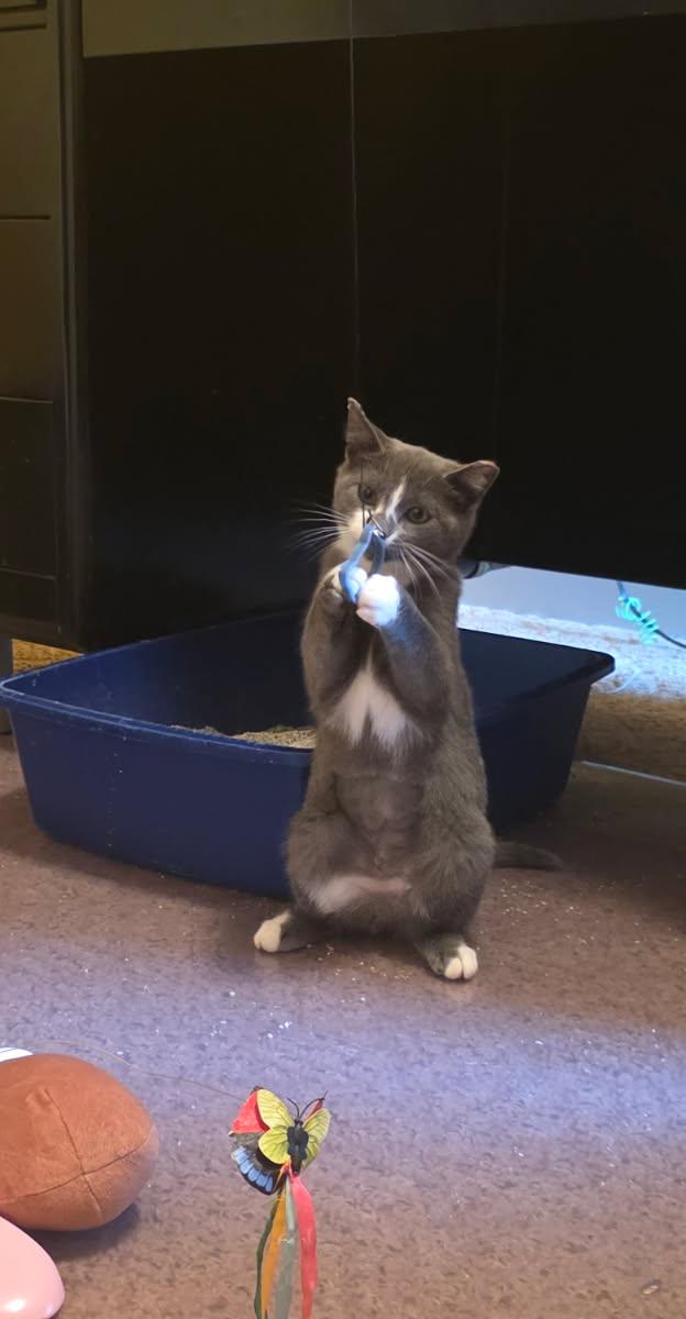 Decker, cat — photo 1 of 3