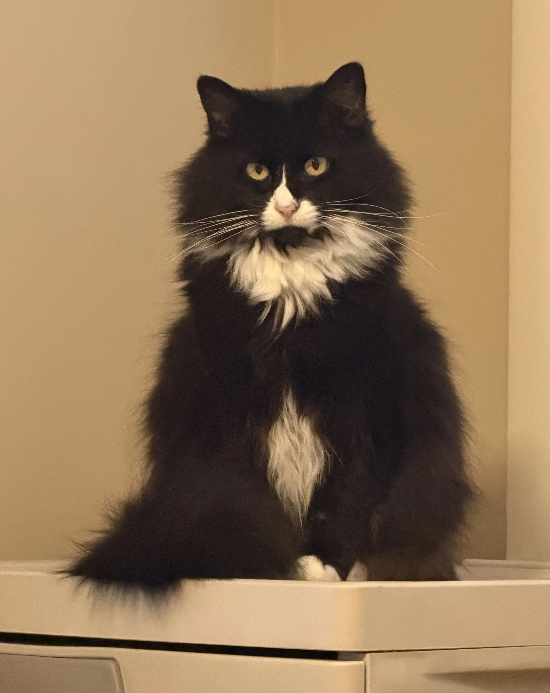 Jilly - Domestic Long Hair