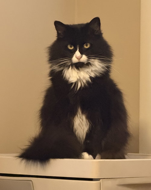Jilly*, a cat for adoption from The Cat Shack, Inc.