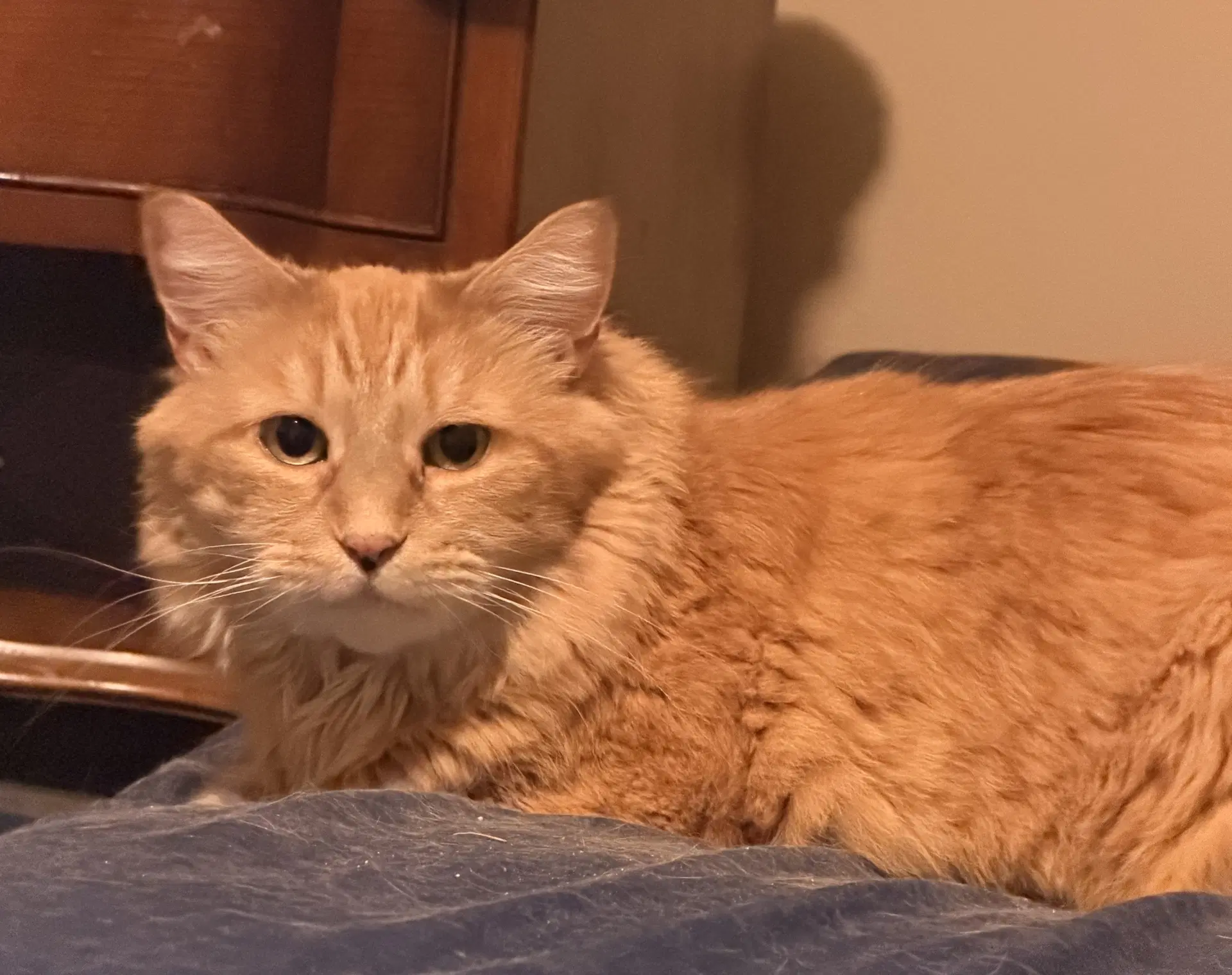 Tigger - Domestic Long Hair