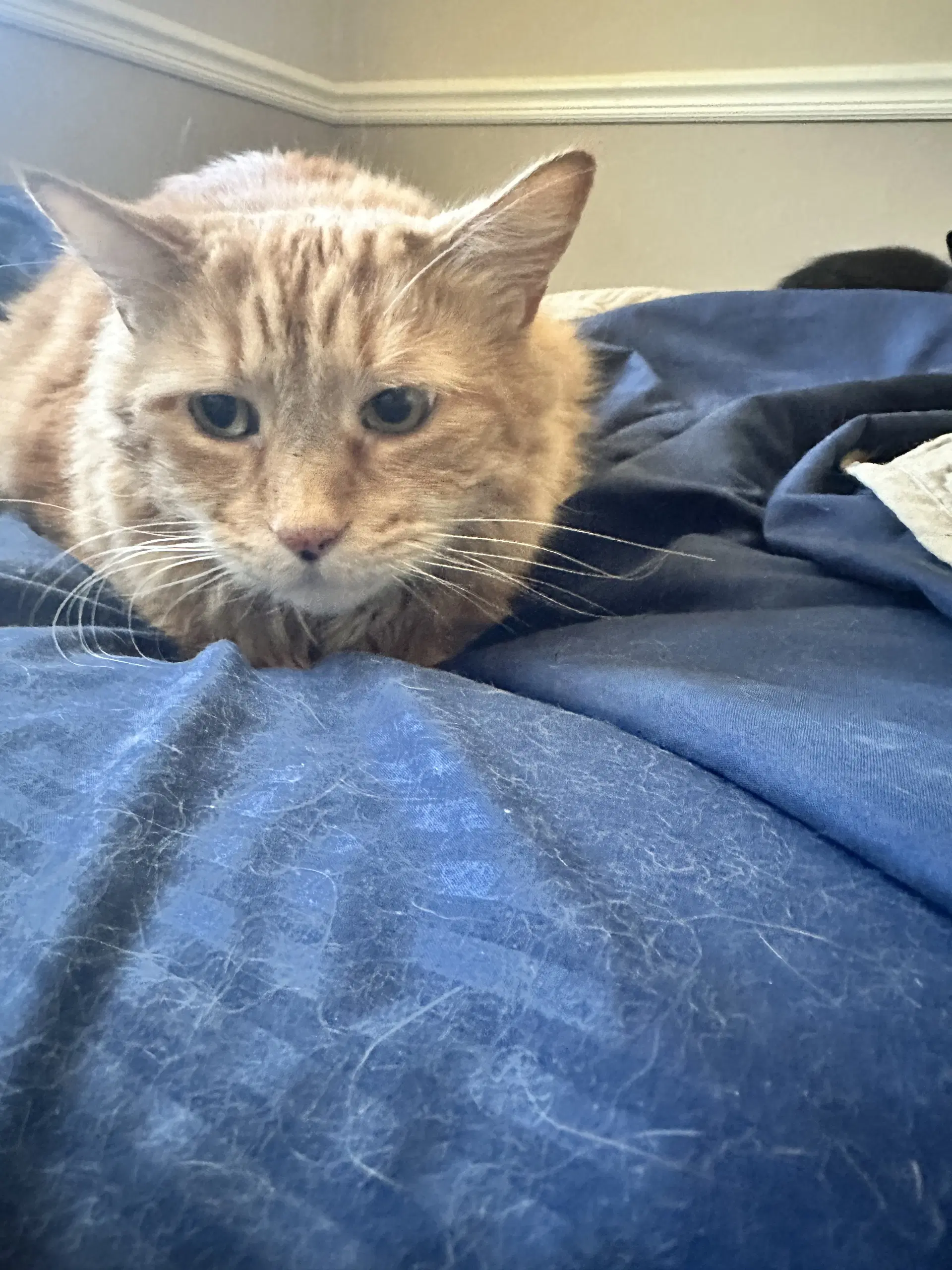 Tigger image 2