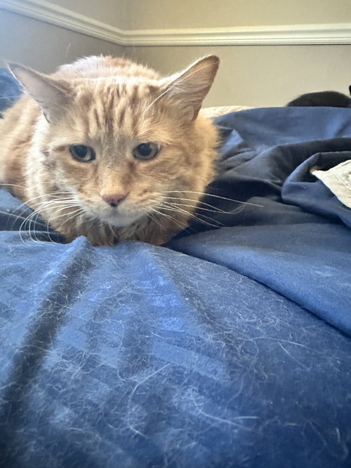 Photo 2 of Tigger*