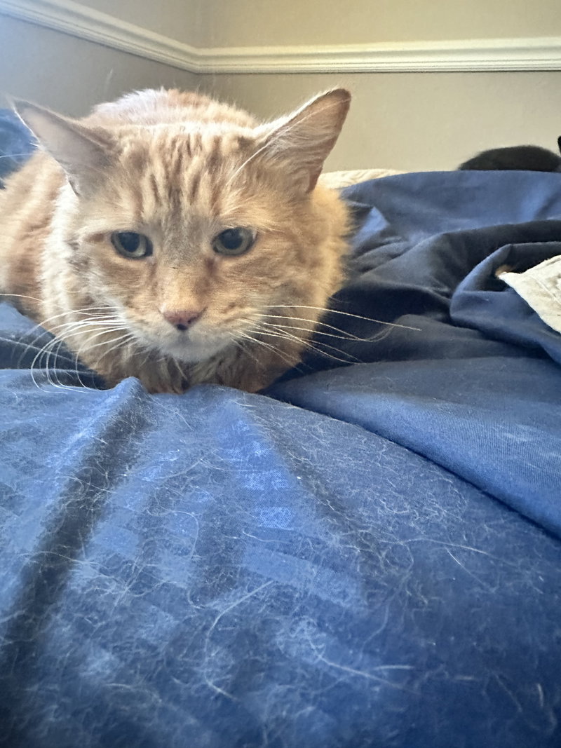 Tigger, photo 2
