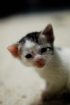 Keppie