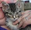 Tasha-Adopted!