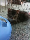 Tasha-Adopted!