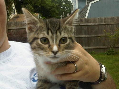 Tasha-Adopted!