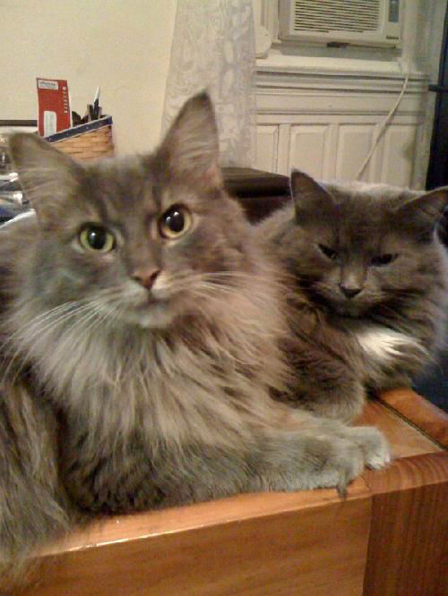 Ella and Luna