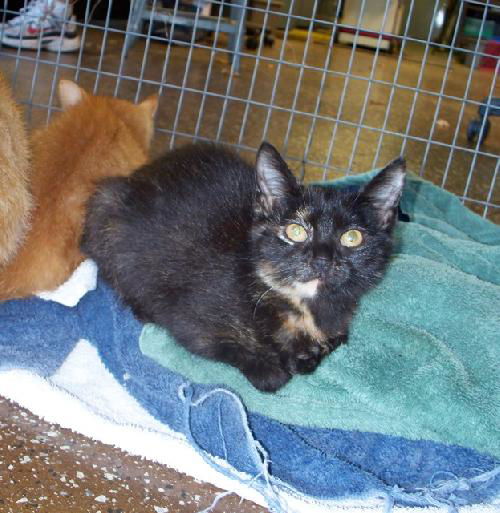 Jasmine* Adopted!