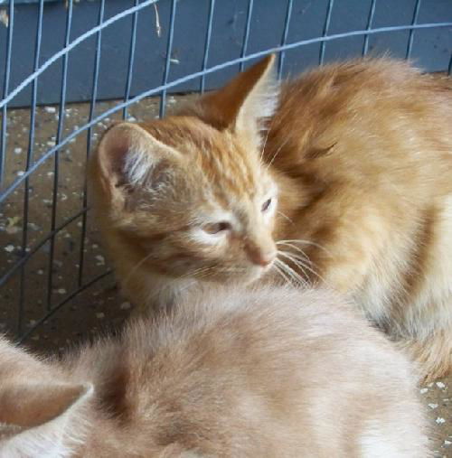 Jag* Adopted!