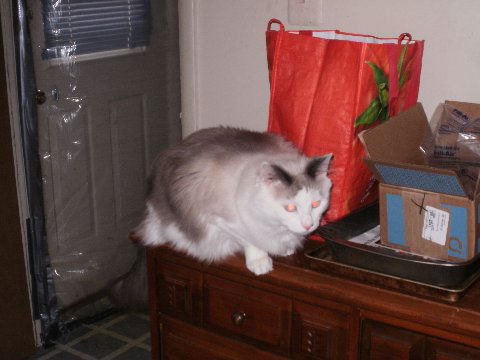 Teddy*ragdoll
