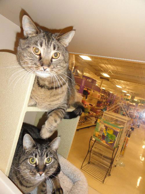 Jake and Connie - adopted!