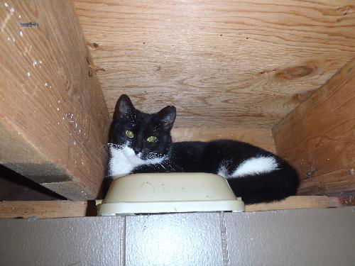 Bauman #2 (Barn Cat)