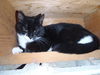 Bauman #2 (Barn Cat)