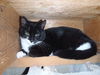 Bauman #2 (Barn Cat)