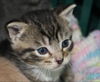 Magee Adopted!