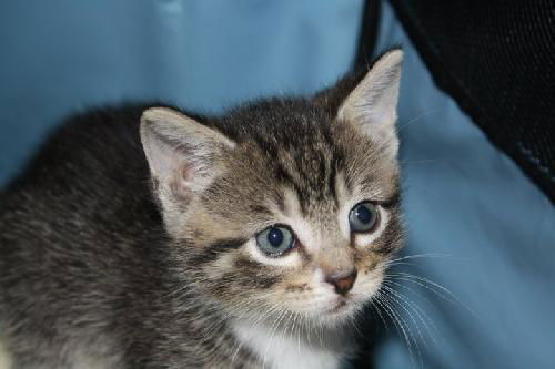Magee Adopted!