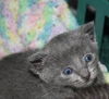 Finnegan-Adopted!