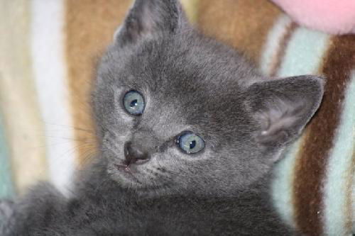 Finnegan-Adopted!