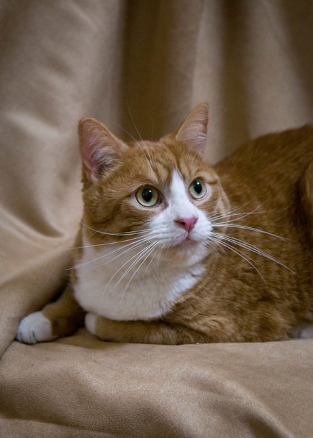 Garfield-Adopted!