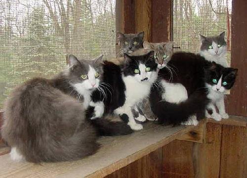 Beautiful Barn Kitties