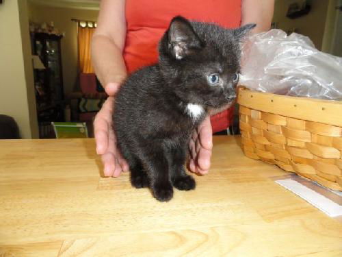 Cameo-Adopted!