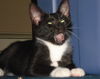 Frankie (Adopted!!)