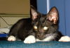 Frankie (Adopted!!)