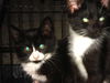 Jake (Adopted!!)