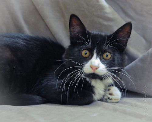 Jake (Adopted!!)