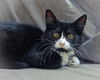 Jake (Adopted!!)