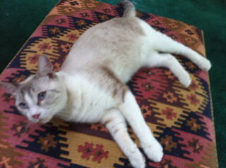 Elvis