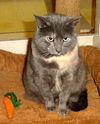 Laverne - ADOPTED!