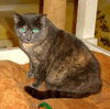 Laverne - ADOPTED!