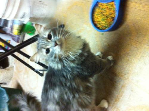 Kitten*