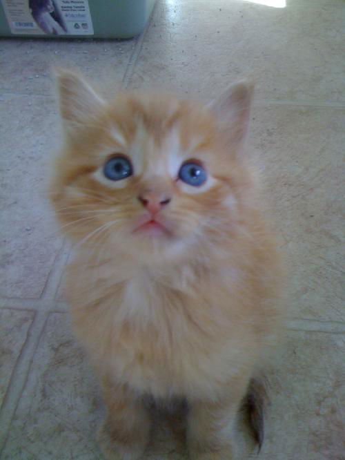 Orange kitten*