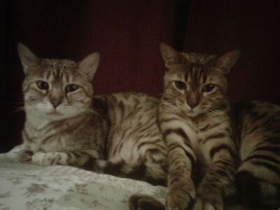 Maggie Bengal
