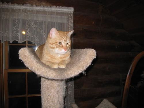 Banjo